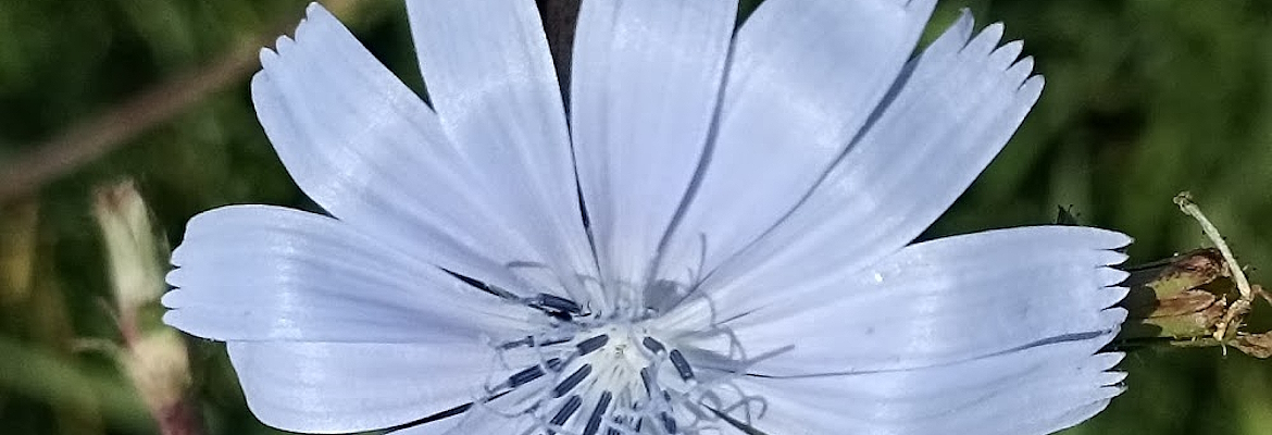 Titolo: Chicory